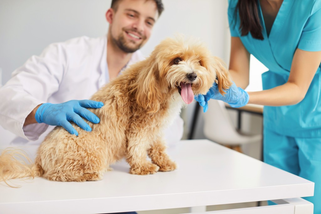 Cute little domestic dog at modern vet clinic for a checkup with friendly young smiling man veterinarian doctor and female nurse. Pet examination and veterinary aid and health care concept.